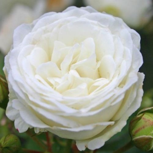 Rozenstruik - Webwinkel - Rosa Schneeküsschen ® - geurloze roos - Stamroos – Kleine bloemen - wit - W. Kordes & Sonscompacte kroonvorm - 0